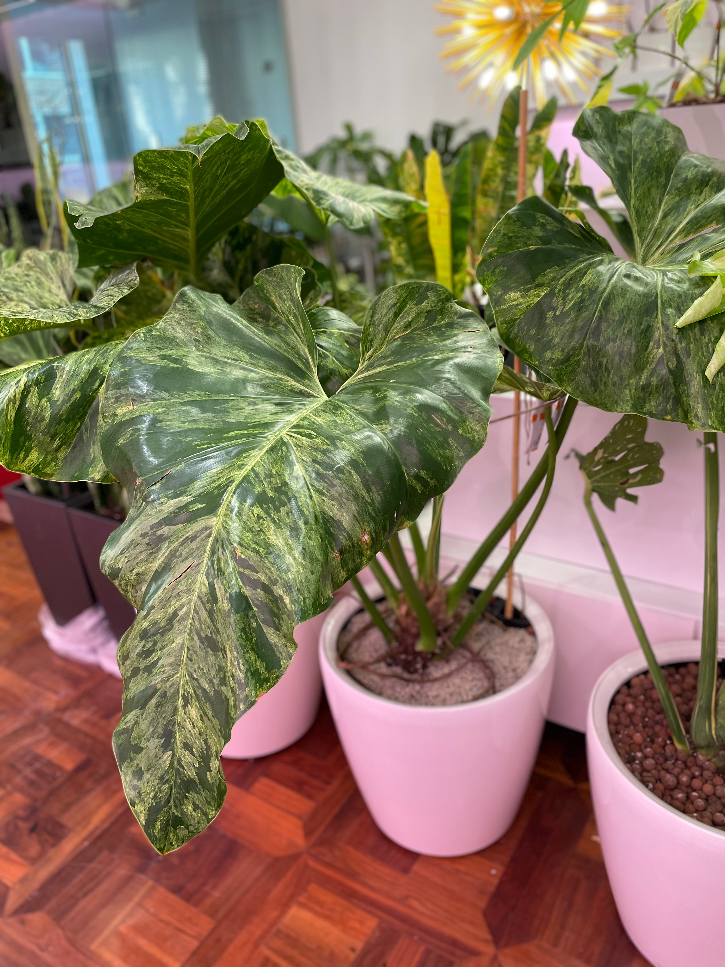 Philodendron Gigantium top Variegated FREE Phytosanitary