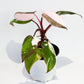 Philodendron Red Anderson [1A]