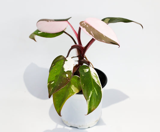 Philodendron Red Anderson [1A]