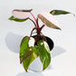 Philodendron Red Anderson [1A]