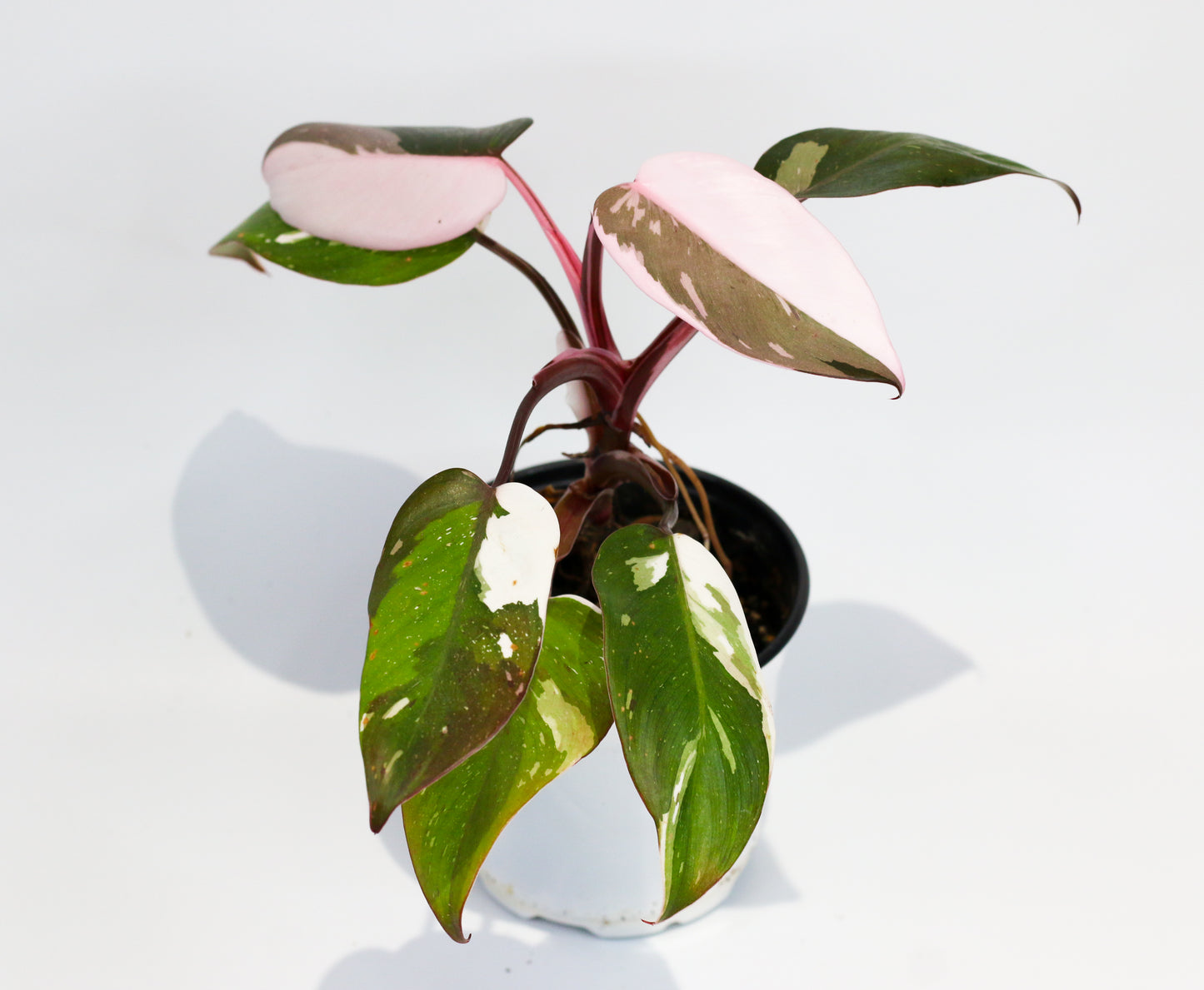 Philodendron Red Anderson [1A]