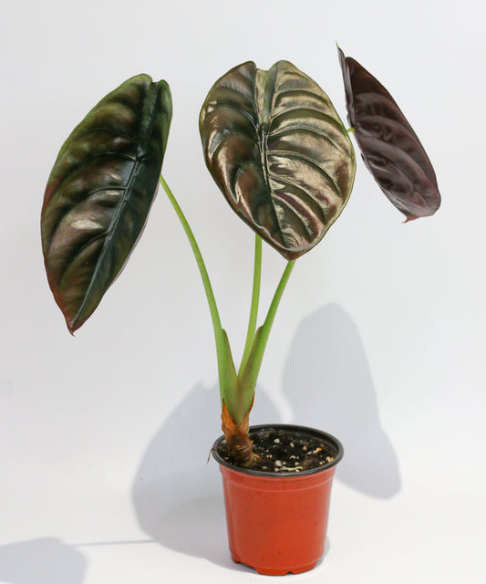 Alocasia Cuprea