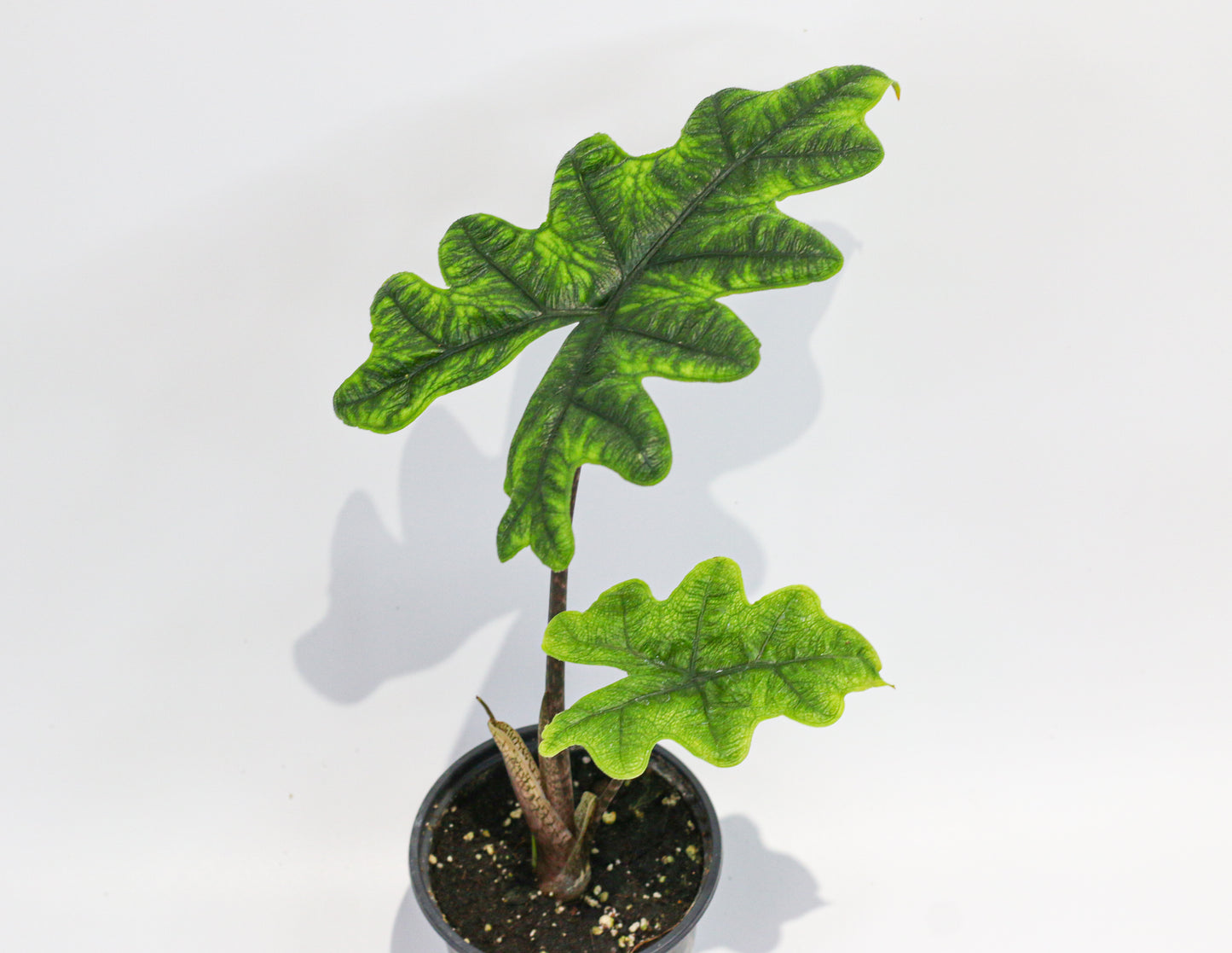 Alocasia Jacklyn