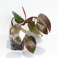 Philodendron Red Anderson [1B]