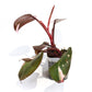 Philodendron Red Anderson [1B]