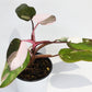 Philodendron Red Anderson [1A]