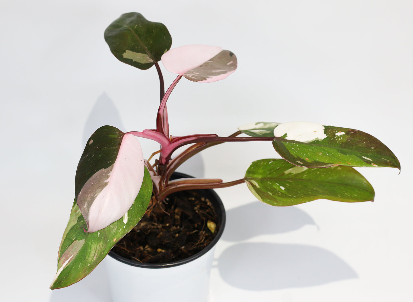 Philodendron Red Anderson [1A]