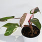 Philodendron Red Anderson [1A]