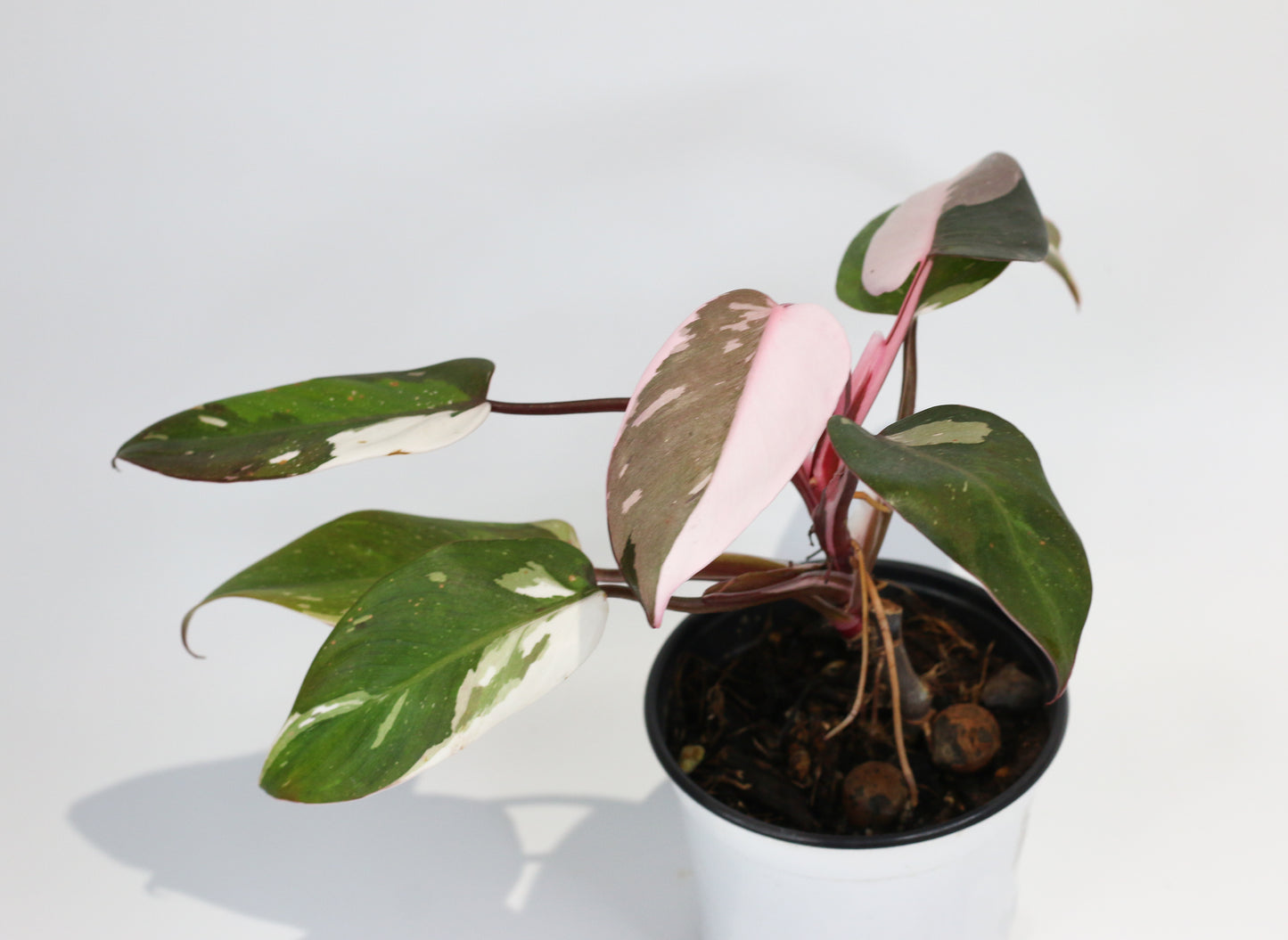 Philodendron Red Anderson [1A]