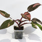Philodendron Red Anderson [1C]