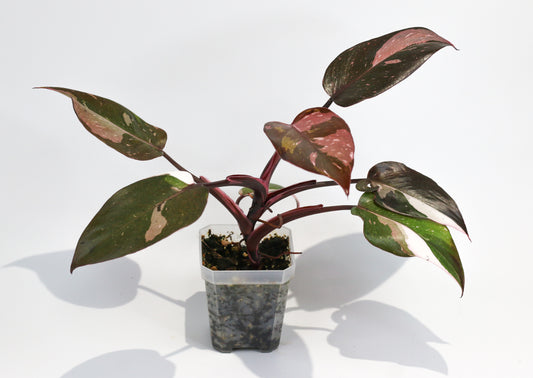 Philodendron Red Anderson [1C]