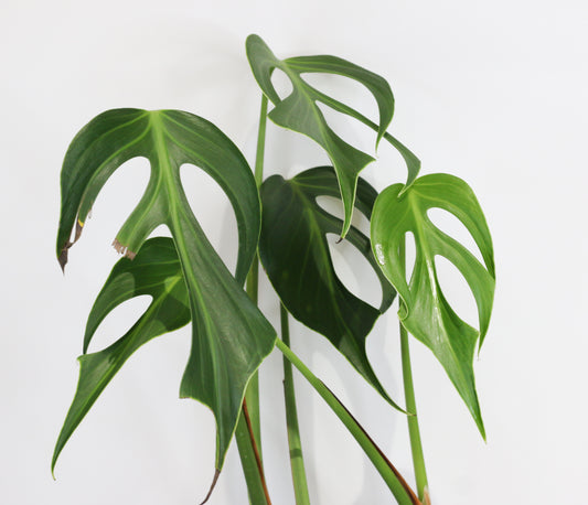 Small Monstera Burle Marx's Flame