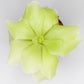 Mexican Butterwort (Pinguicula moranensis)