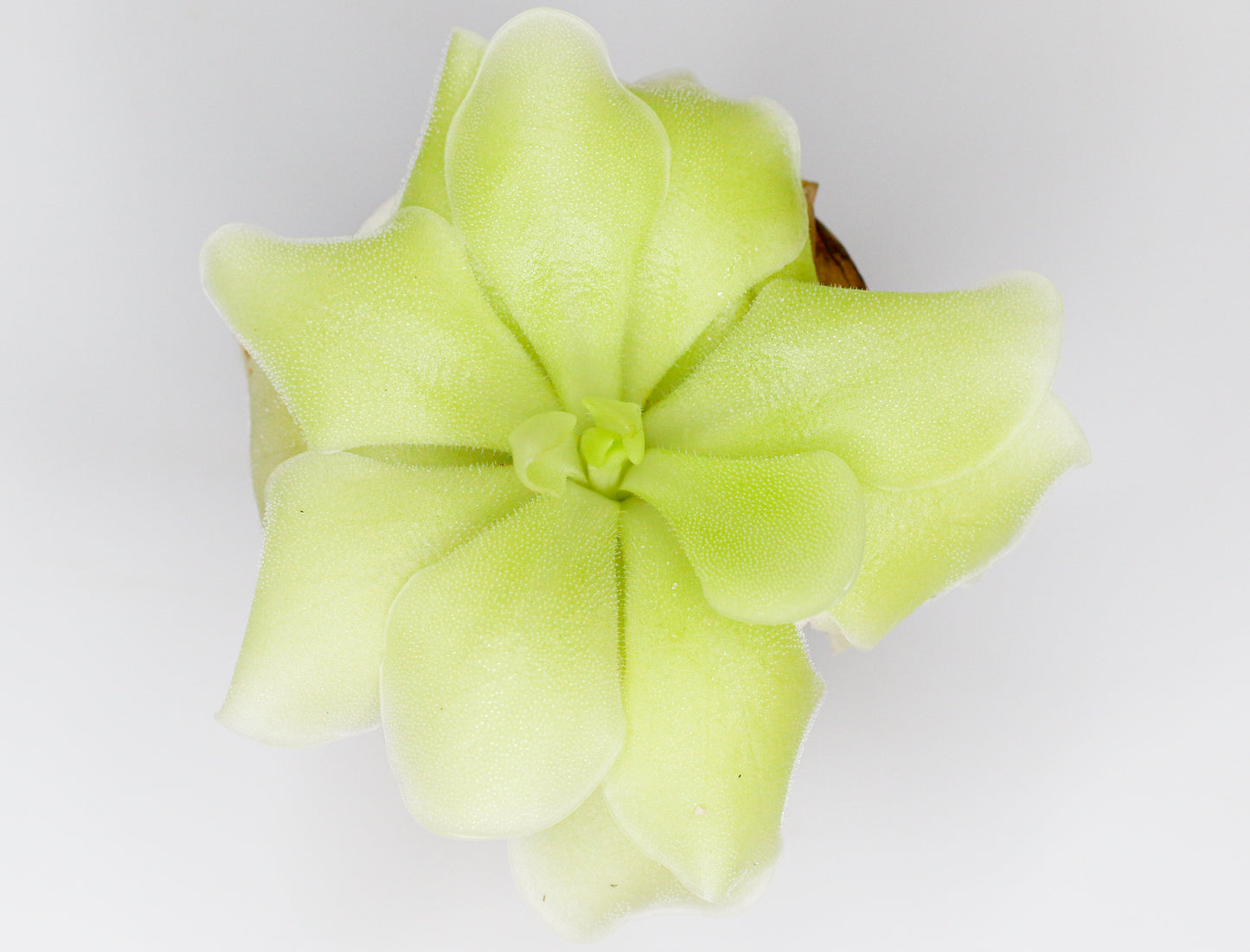 Mexican Butterwort (Pinguicula moranensis)