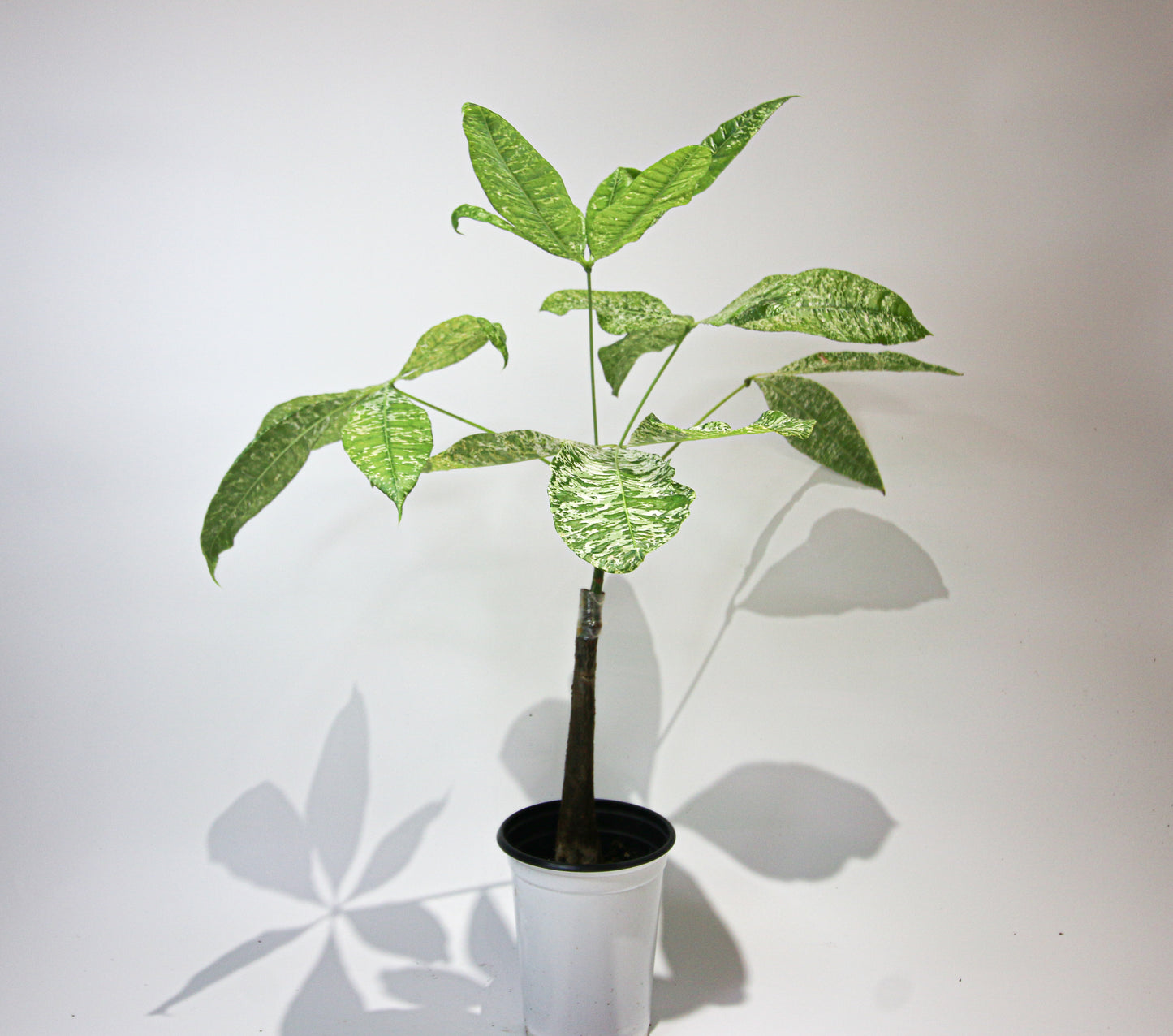 Pachira aquatica variegata (Variegated Money Tree)