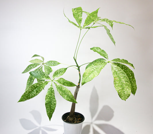 Pachira aquatica variegata (Variegated Money Tree)