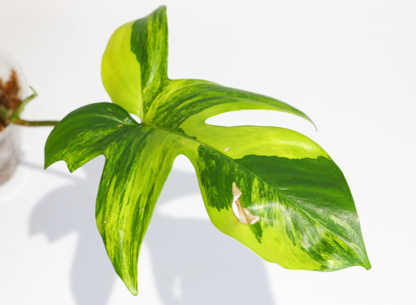 Philodendron Florida Beauty 2A