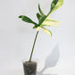 Philodendron Florida Beauty 2B