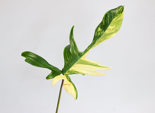 Philodendron Florida Beauty 2B