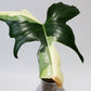 Philodendron Golden Dragon Variegated [3A]