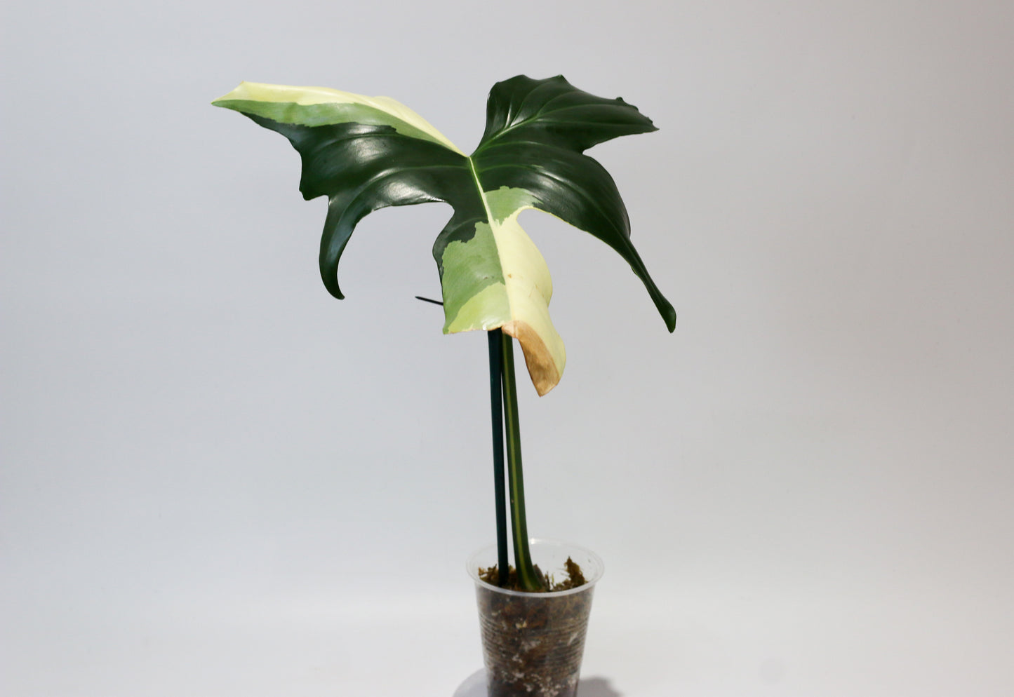 Philodendron Golden Dragon Variegated [3A]