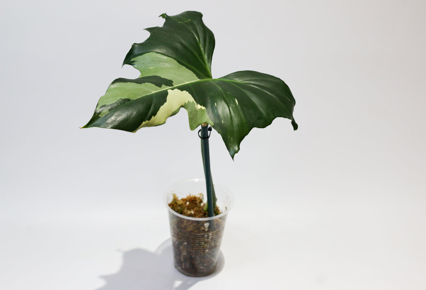 Philodendron Golden Dragon Variegated [3B]