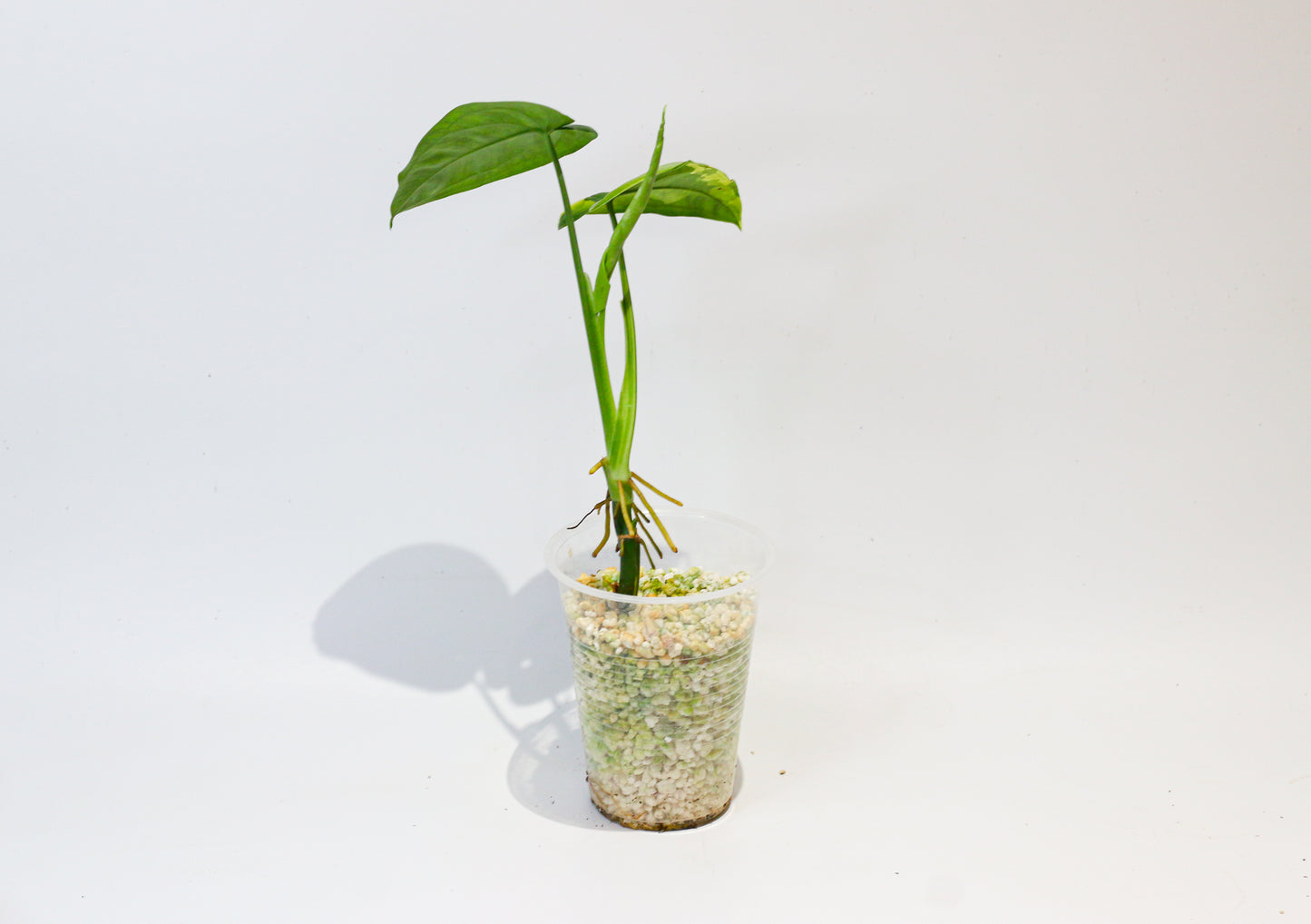 Syngonium chiapense variegata [3A]