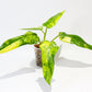 Philodendron domesticum variegata [1A]