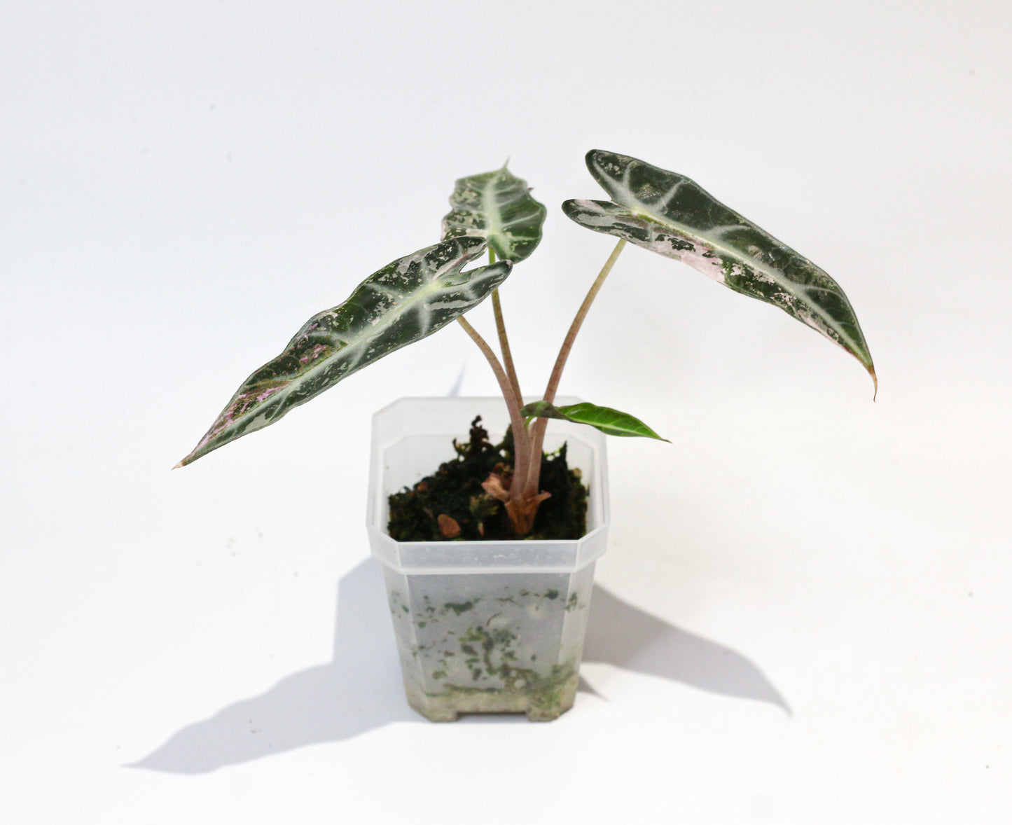 Low Variegation Alocasia Bambino Pink  [4A]