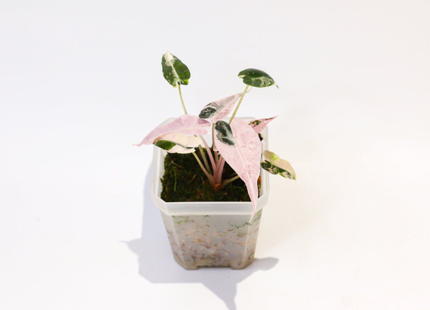Alocasia Bambino Pink Variegated [4A1]