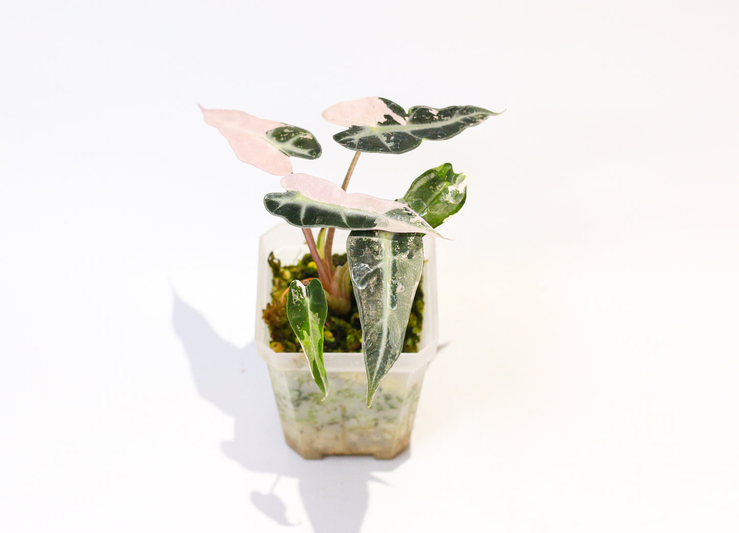 Alocasia Bambino Pink Variegated [4A3]