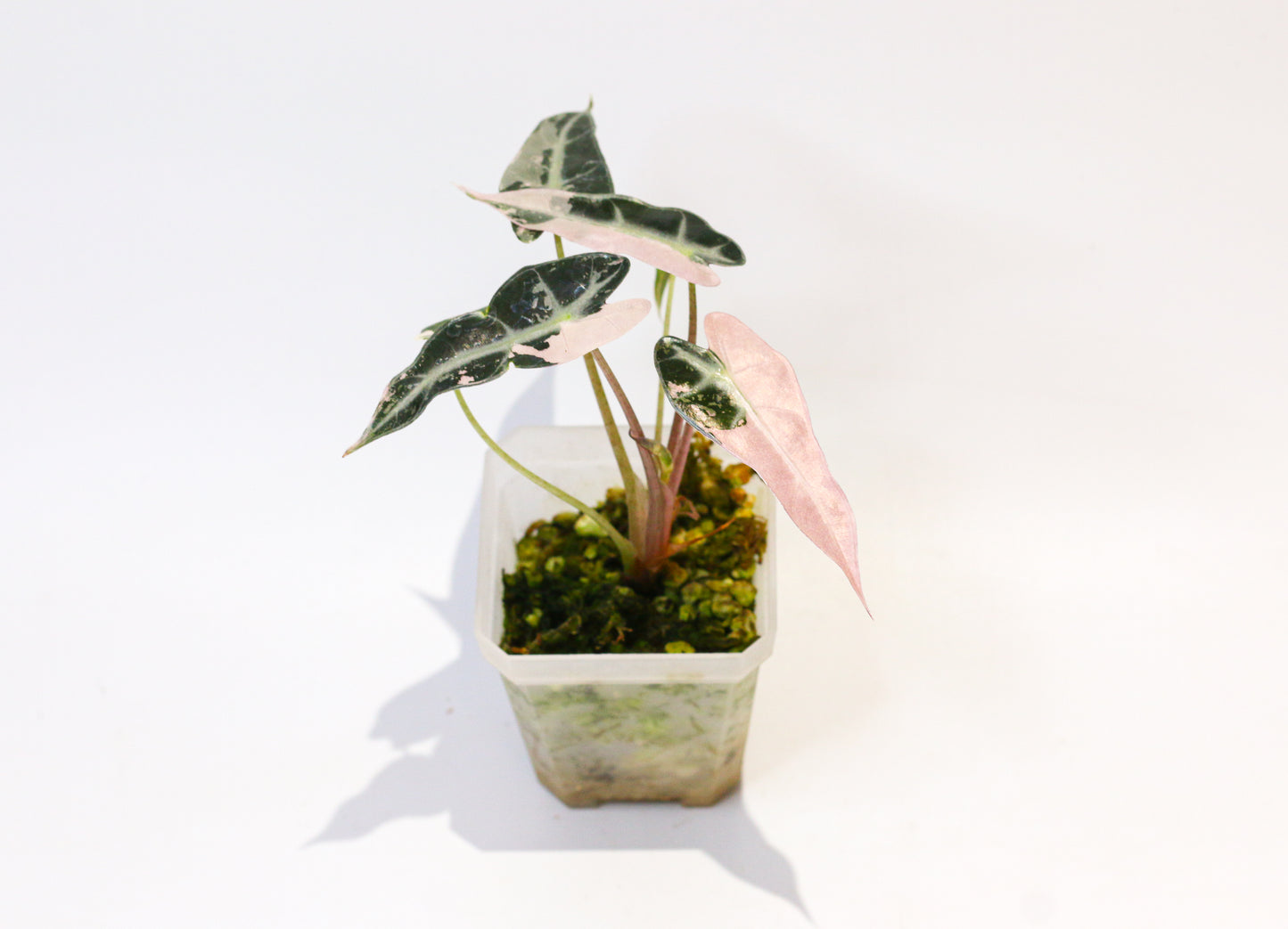 Alocasia Bambino Pink Variegated [4A3]