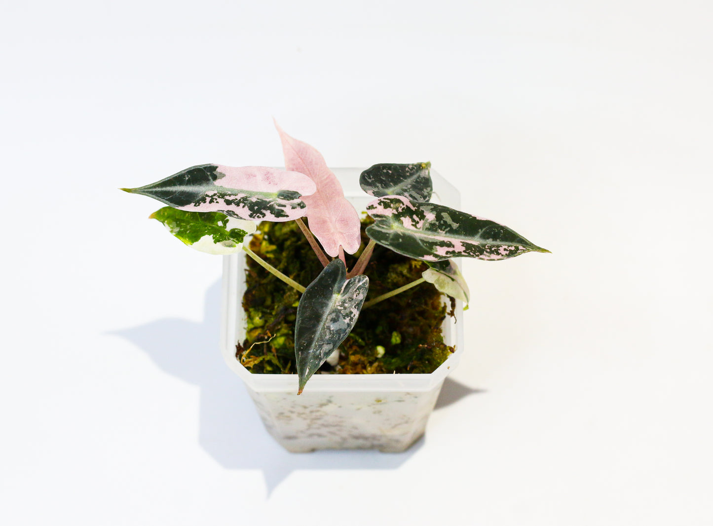 Alocasia Bambino Pink Variegated [4A2]