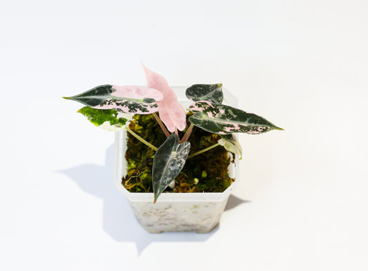 Alocasia Bambino Pink Variegated [4A2]