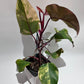 Philodendron Strawberry Shake - Large - A
