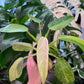 Philodendron Jose Buono High Variegation
