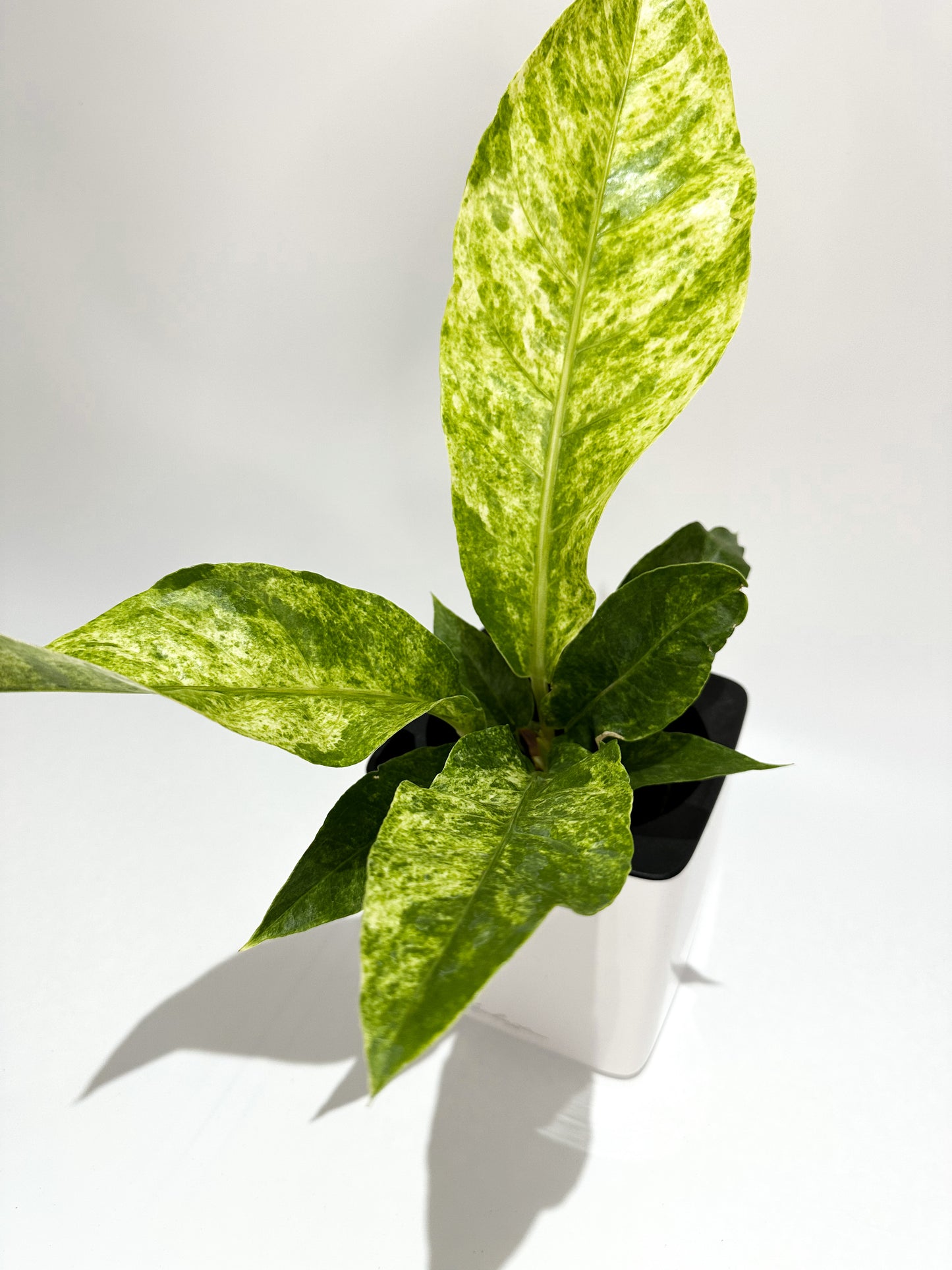 Variegated Anthurium Hookeri