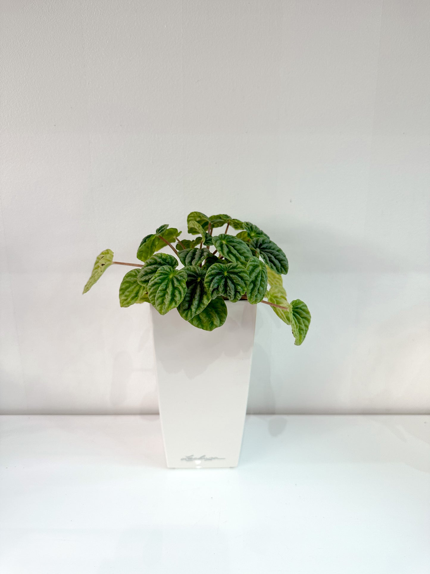 Peperomia Bundle