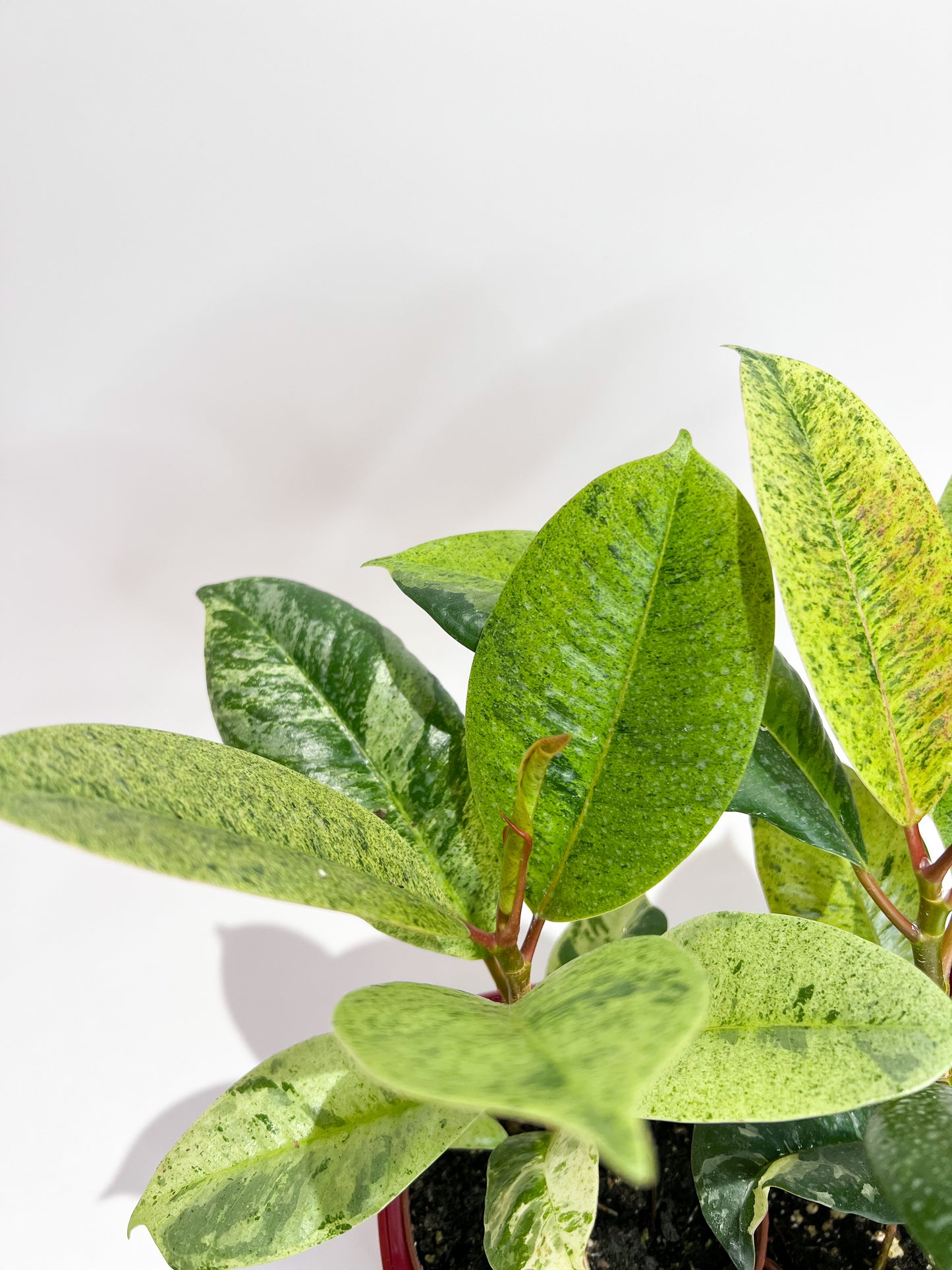 Ficus Shivereana Moonshine