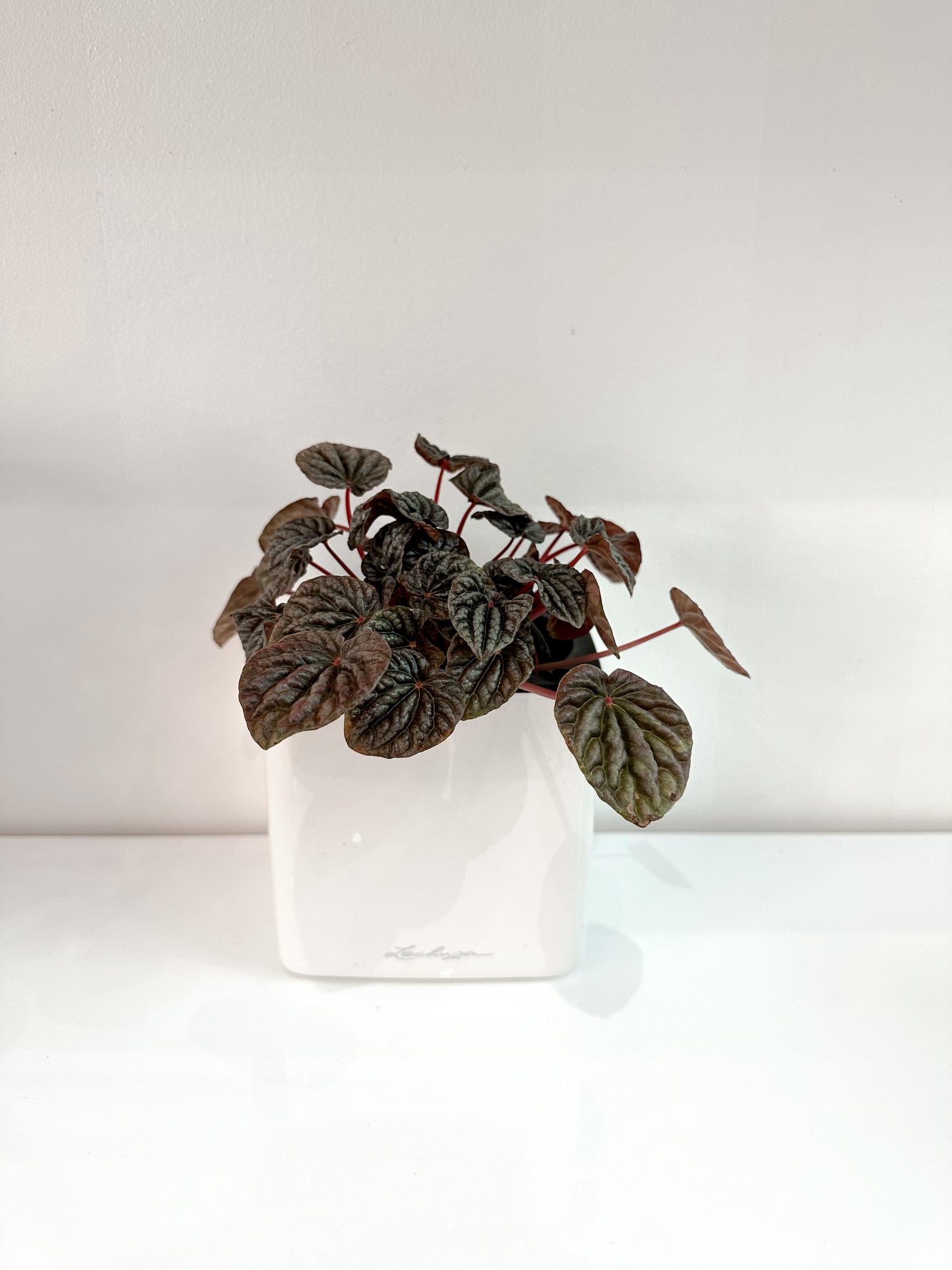 Peperomia Bundle