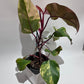 Philodendron Strawberry Shake - Large - A
