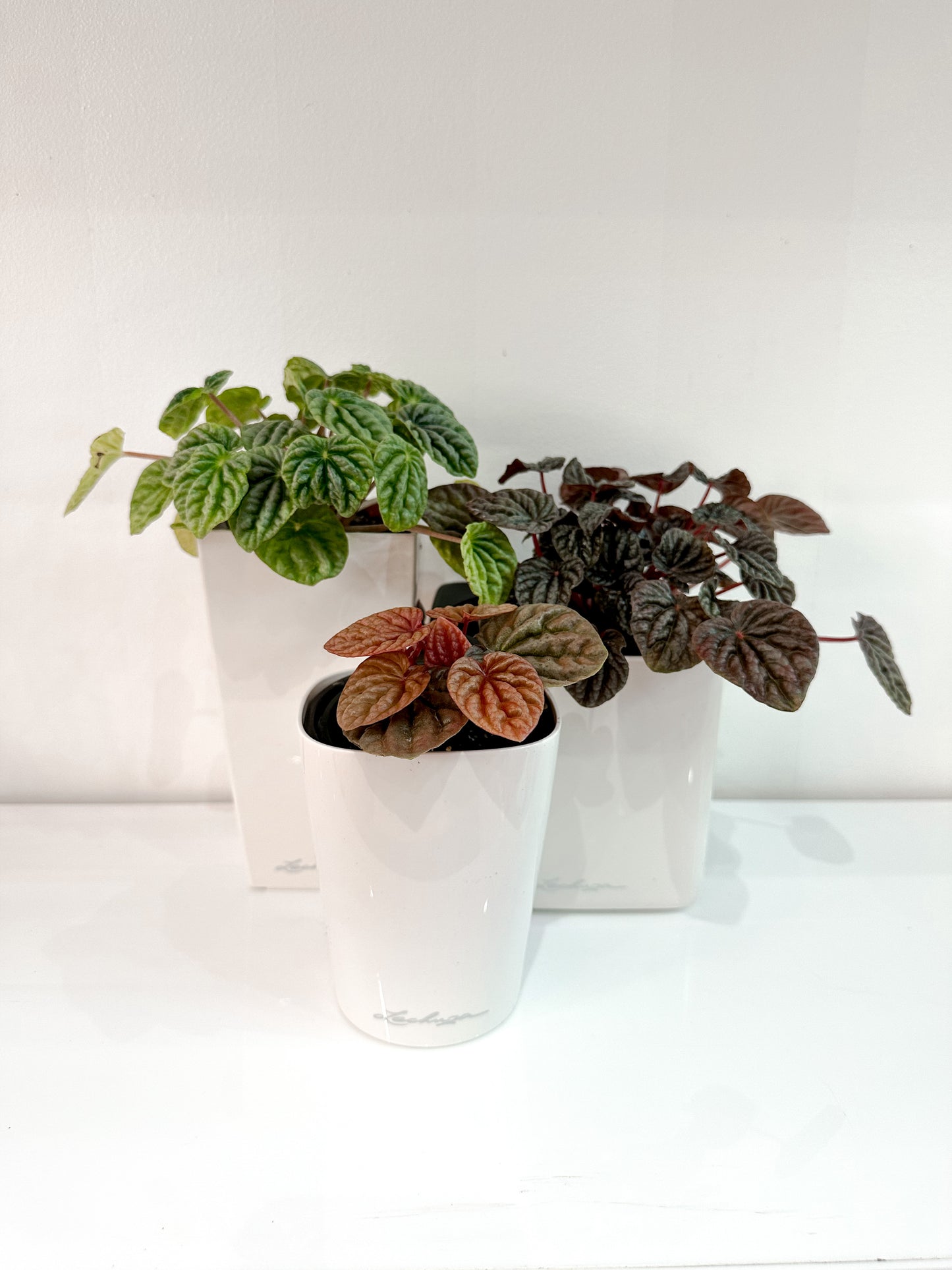 Peperomia Bundle