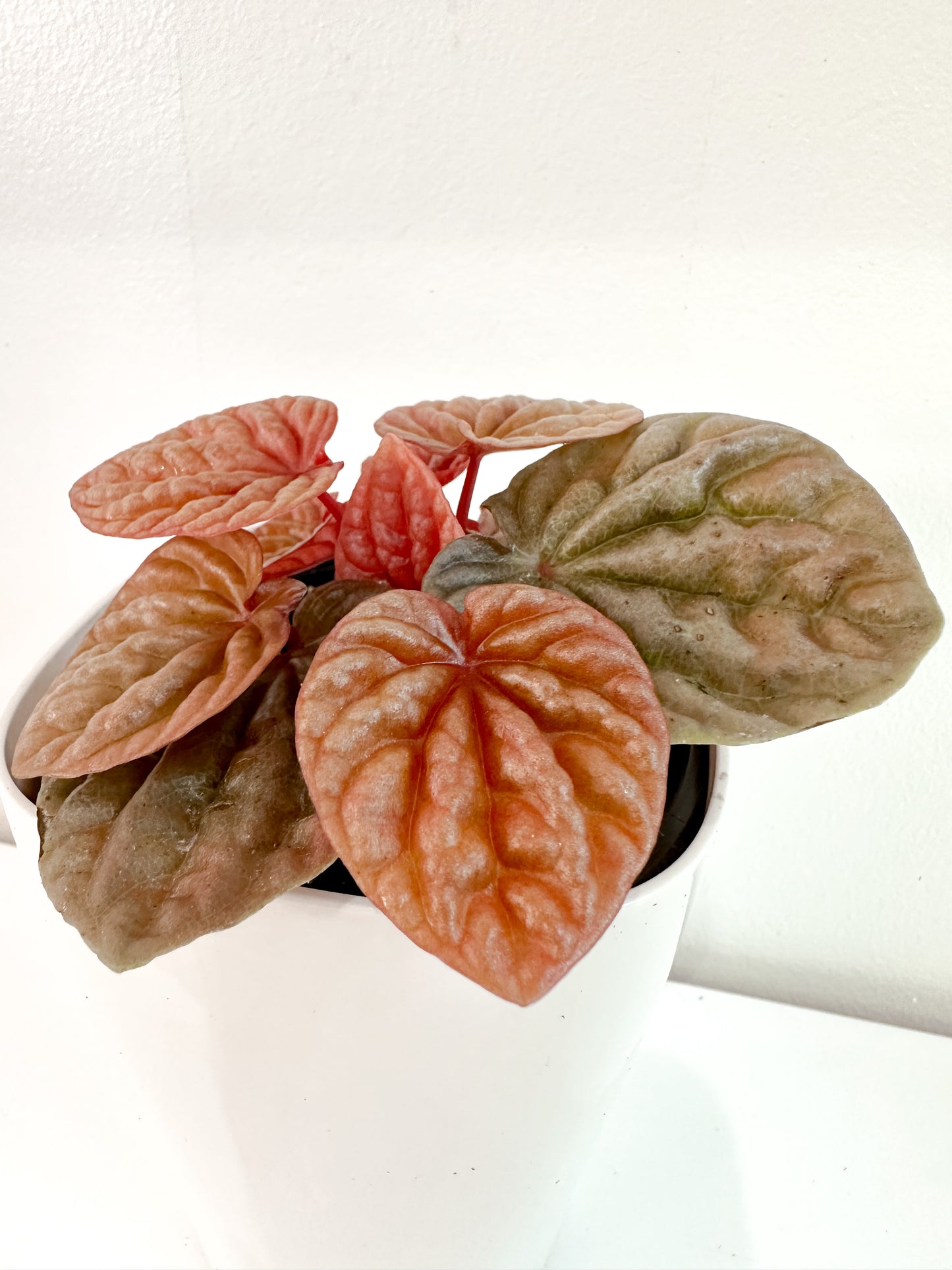 Peperomia Bundle