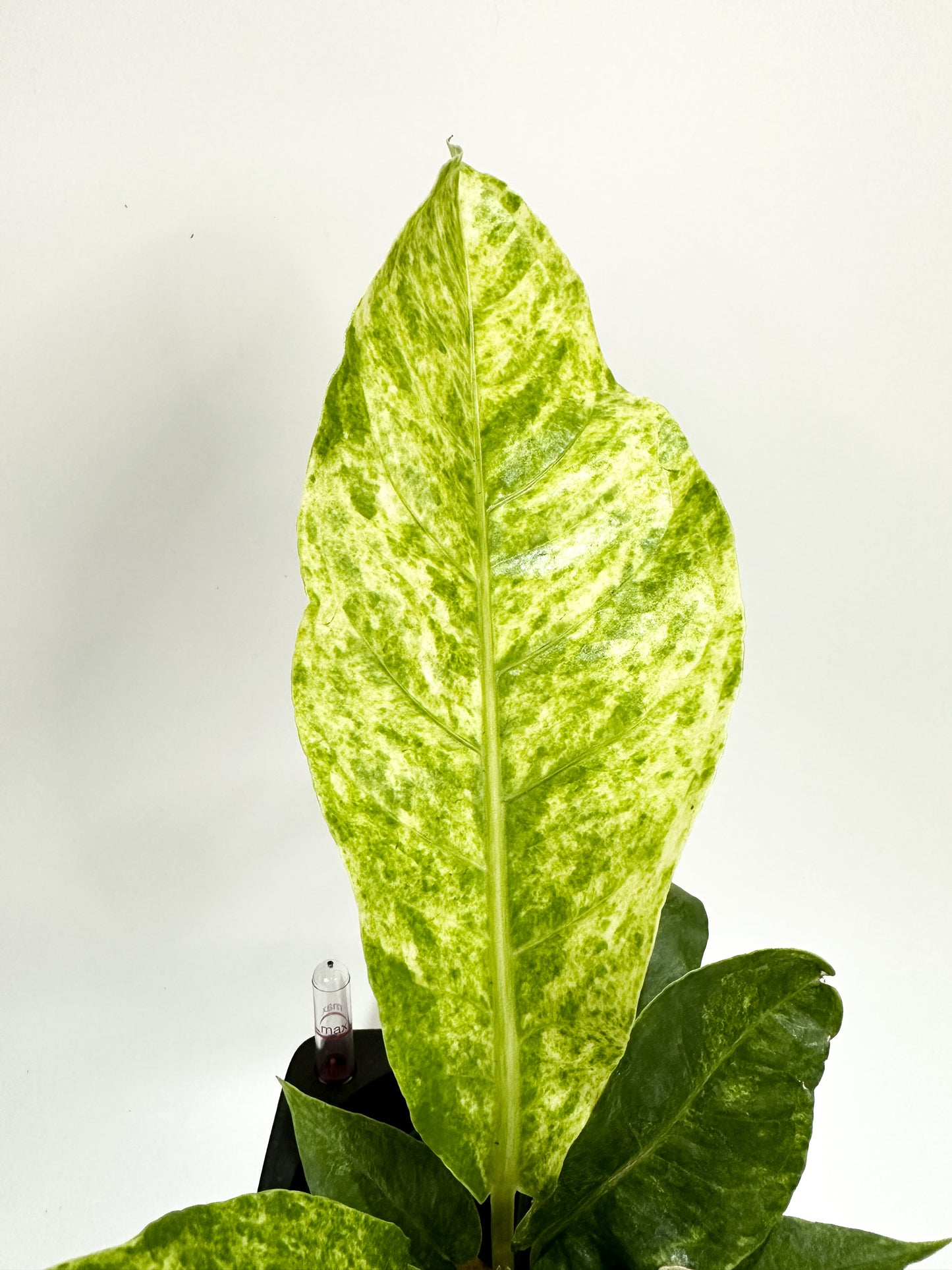 Variegated Anthurium Hookeri