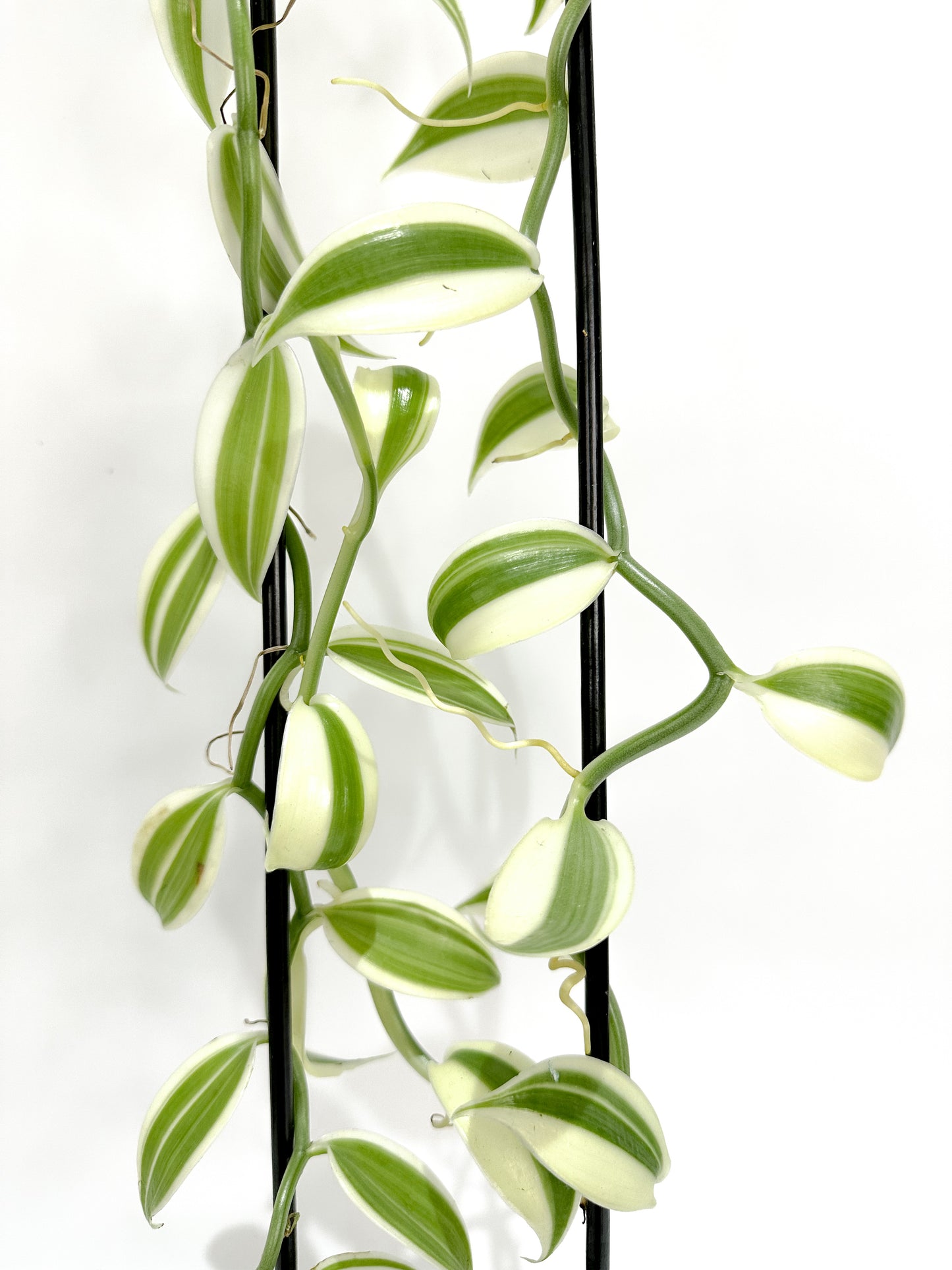 Variegated Vanilla Planifolia (Orchid)