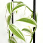 Variegated Vanilla Planifolia (Orchid)