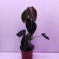 Philodendron Melanochrysum