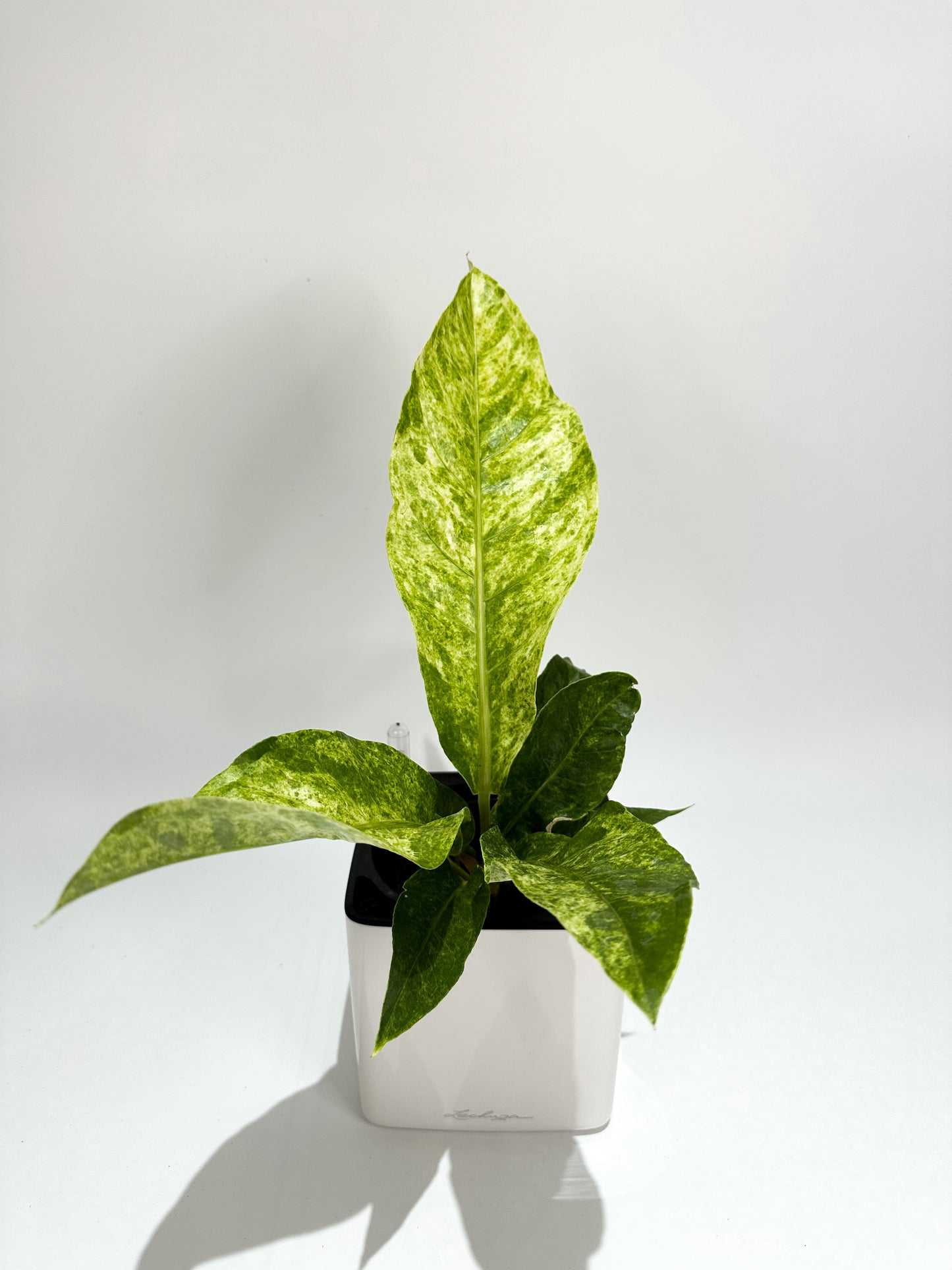 Variegated Anthurium Hookeri