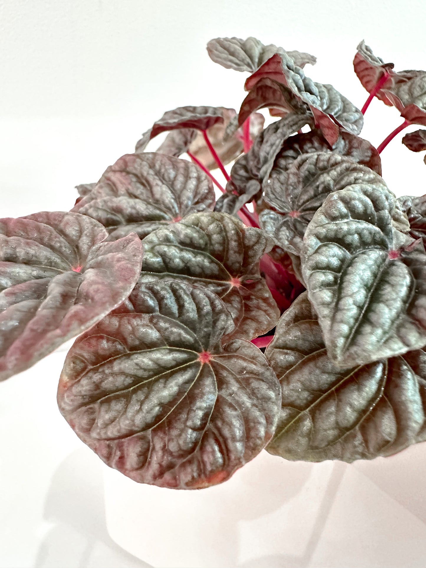 Peperomia Bundle