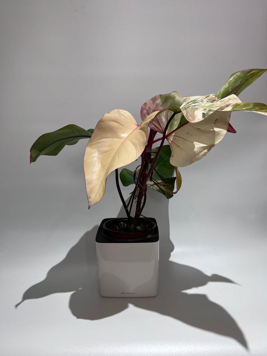Philodendron Strawberry Shake - Large - B